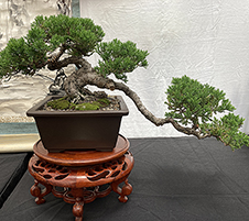Juniper Procumbens Nana